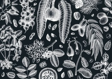 Tahtaya el yazması fındık pankartı. El yapımı ceviz, macadamia, fındık, ceviz, badem, şam fıstığı, fıstık, fındık, fındık, hindistan cevizi ve kaju tasarımı. Mutfak fındığı vektör şablonu.