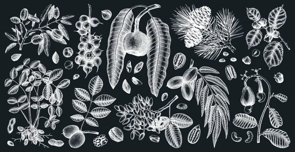 Frutos Secos Plantas Dibujados Mano Dibujos Botánicos Pizarra Colección Nueces — Vector de stock