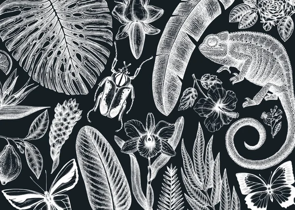 Diseño Banner Tropical Pizarra Marco Vectorial Con Plantas Tropicales Dibujadas — Archivo Imágenes Vectoriales