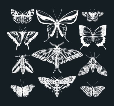 Hand drawn butterflies sketches set on chalkboard. Vintage insects illustrations collection. Entomological drawings of Butterflies outlines for monogram, banner, poster, tattoo, cards design.  clipart