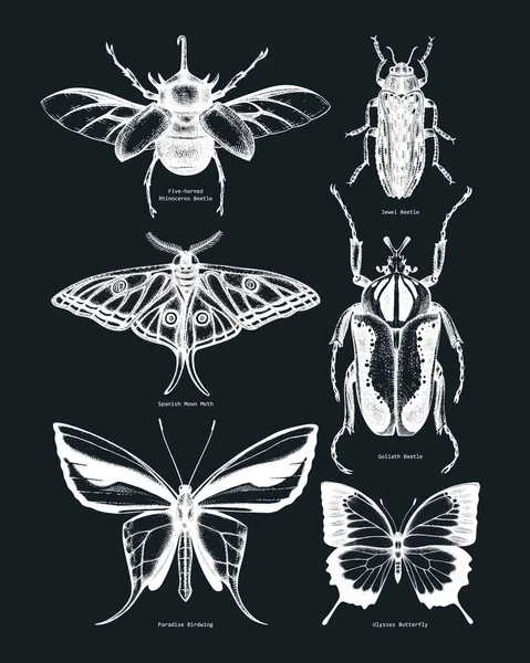 Collection Vectorielle Esquisses Détaillées Sur Les Insectes Illustrations Dessinées Main — Image vectorielle