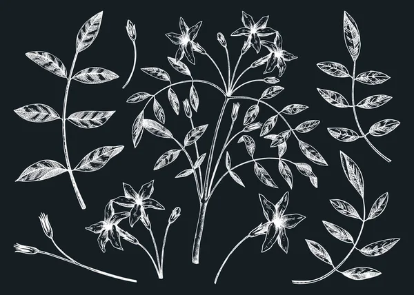 Esquissé Main Jasmine Illustration Botanique Feuilles Vectorielles Fleurs Posées Sur — Image vectorielle