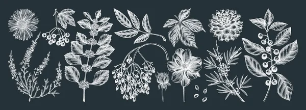 Colección Plantas Otoño Dibujadas Mano Pizarra Elegante Dibujo Floral Hojas — Vector de stock