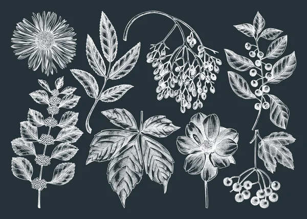 Colección Plantas Otoño Dibujadas Mano Pizarra Elegante Dibujo Floral Hojas — Archivo Imágenes Vectoriales