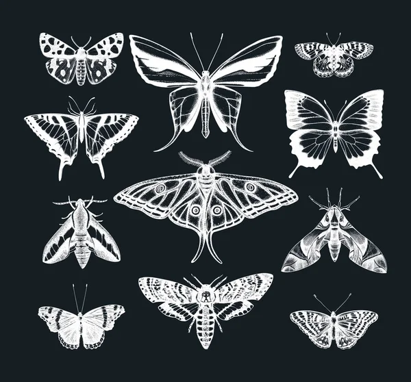 Bocetos Mariposas Dibujadas Mano Pizarra Colección Ilustraciones Insectos Vintage Dibujos — Vector de stock