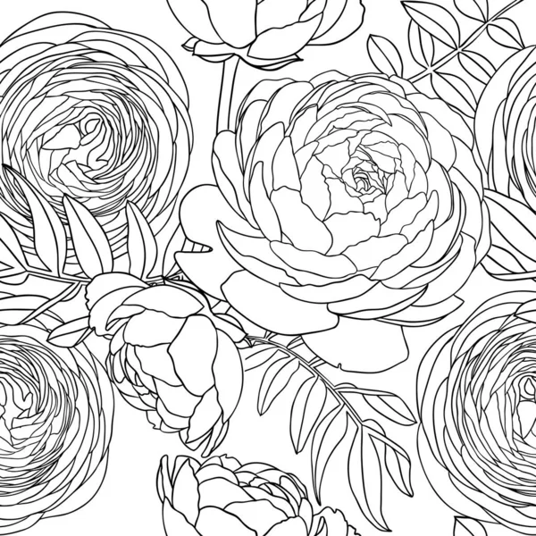 Line Art Ranunculus Background Abstract Minimalist Illustrations Floral Outlines Ranunculus — Stock Vector