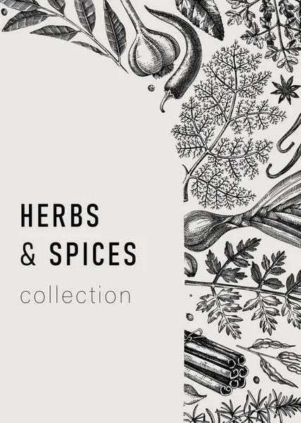 Hand Drawn Herbs Spices Vintage Card Hand Sketched Food Vector — Stock Vector