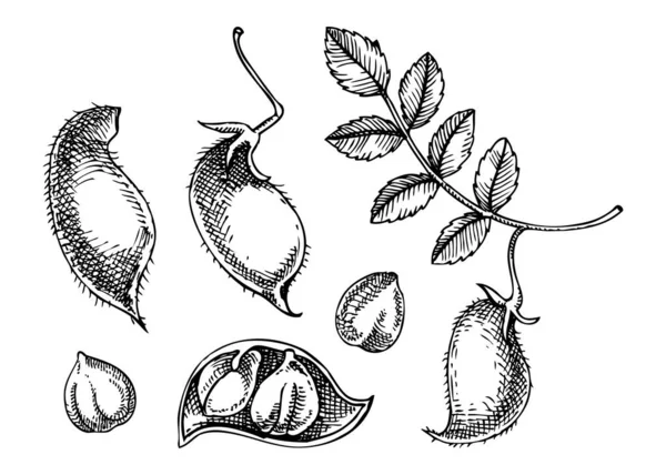 Illustration Vectorielle Pois Chiches Plante Agricole Avec Feuilles Gousses Haricots — Image vectorielle