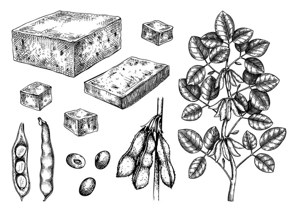Colección Bocetos Tofu Dibujos Ilustraciones Veganas Vector Alimentos Ingredientes Tradicionales — Vector de stock