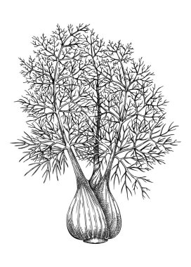 Rezene çizimi. Dill bitkisinin oymalı çizimi. Mutfak otları ve baharat taşıyıcı taslağı. Klasik Fennel çizimi. Yemek illüstrasyonu