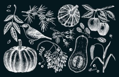 Autumn design elements in sketched style. Botanical drawings of autumn leaves, pumpkins, berries, bird. Vintage fall plants illustrations on chalkboard. Thanksgiving day sketches