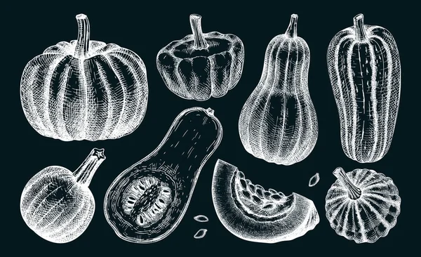 Sketched Pumpkin Illustrations Chalkboard Thanksgiving Design Elements Autumn Food Drawings — ストックベクタ