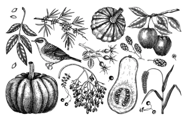 Autumn Design Elements Sketched Style Botanical Drawings Autumn Leaves Pumpkins —  Vetores de Stock