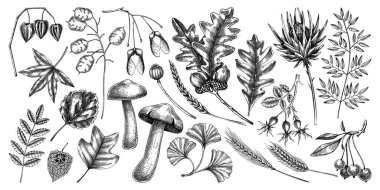 Decorative autumn leaves and dried flowers collection. Hand drawn botanical elements in sketched style. Sketched dried herbs, fall leaves, mushroom, fruit illustrations. 