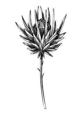 Decorative autumn plant sketch. Sketched dried artichoke drawing. Hand drawn botanical element in vintage style. Dried flower illustrations. For Thanksgiving day design.