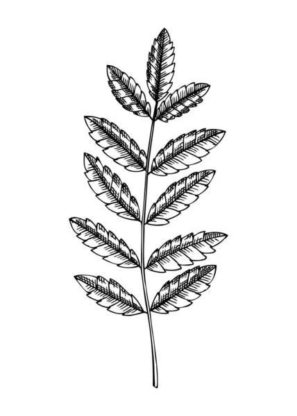 Decorative Autumn Leaf Sketch Rowan Tree Foliage Sketch Hand Drawn — Vector de stock