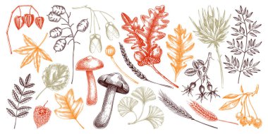 Sketched autumn leaves and dried flowers collection. Hand-drawn botanical sketches. Dried herbs, fall leaves, mushrooms, and fruit illustrations. Vintage drawings for thanksgiving on chalkboard