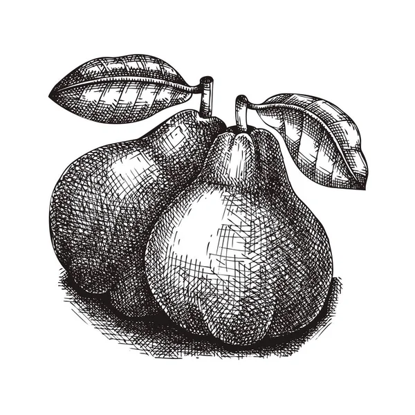 Pear Vector Illustration Hand Drawn Food Drawing Fruit Sketch Garden — Stockvector