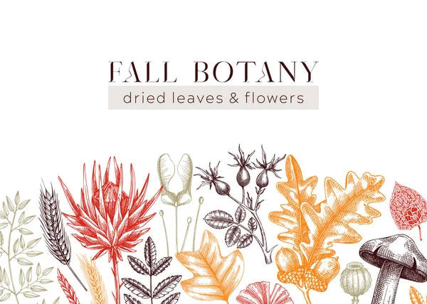 Autumn background in color. Fallen leaves and dried flowers banner. Botanical border template. Hand-drawn dried herbs, fall leaves, mushrooms, and fruit illustration. Thanksgiving background.
