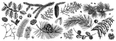 Christmas botanical illustrations. Vintage winter tree, evergreen plants, conifers and nuts drawings. Vector sketches of winter plants for wrapping paper, greeting cards, banners, packaging, stickers