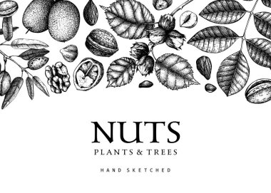 Vintage tarzda vektör arkaplanı. Klasik fındıklar pankartı çizmiş. Dalları, bitkileri, ceviz kabukları el çizimleri olan sağlıklı yiyecek arkaplanı. Ambalaj tasarımı için gerçekçi botanik çizimler