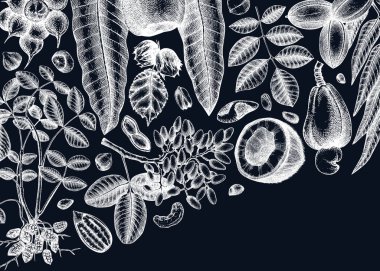 Tahtada vektör fındıkları var. Klasik fındıklar pankartı çizmiş. Dalları, bitkileri, ceviz kabukları el çizimleri olan sağlıklı yiyecek arkaplanı. Ambalaj tasarımı için gerçekçi botanik çizimler