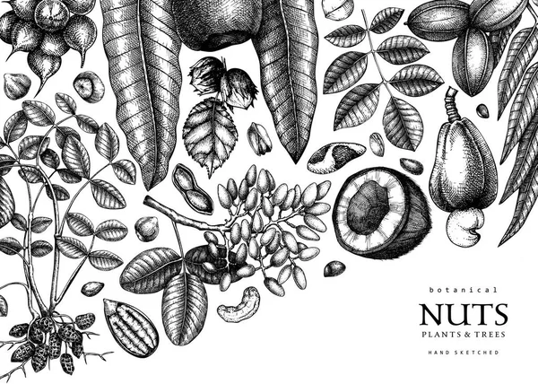 Fondo Vectorial Estilo Vintage Nueces Vintage Bosquejado Banner Fondo Alimentación — Vector de stock