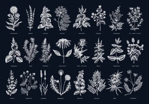 Tahtadaki antika bitkiler çizimleri. Çizilmiş aromatik bitki koleksiyonu. Botanik tasarım elementleri. Bitkisel çay malzemeleri. Afişler, çıkartmalar, etiketler, ambalajlar için el yapımı şifalı bitkiler.