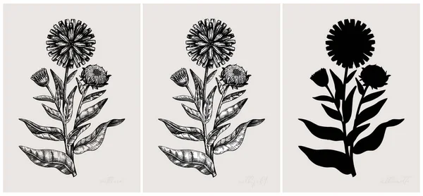 Collage Stijl Kruiden Vector Illustratie Kruidenplanten Bloemen Schetsen Trendy Bloemendessin — Stockvector