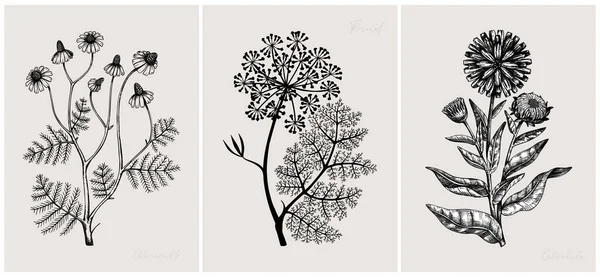 Kräutervektorillustration Collage Stil Kräuterpflanzen Und Blumenskizzen Trendiges Florales Design Mit — Stockvektor