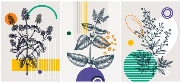 学院风格的夏季花卉病媒图解 手工素描的花旗 具有植物学 几何形状和抽象元素的时髦设计 社交媒体 墙面艺术 — 图库矢量图片