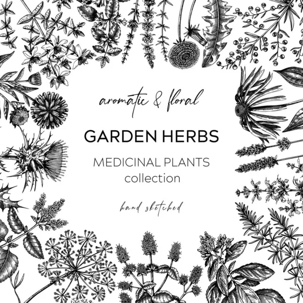 Vintage Herbs Border Sketched Aromatic Plants Frame Botanical Design Herbal — Stock Vector