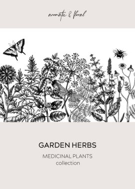 Antika şifalı ot kartı ya da davetiye. Aromatik bitkiler taslak şeklinde çerçevelenir. Kozmetik için botanik tasarımı, bitkisel ilaçlar, bitkisel çay malzemeleri. Çiçek bayrağı