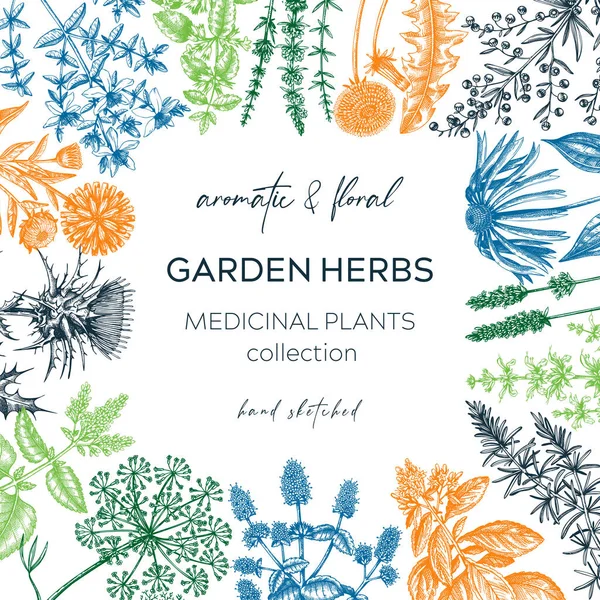 Design Carte Aux Herbes Vintage Plantes Aromatiques Esquissées Cadre Couleur — Image vectorielle