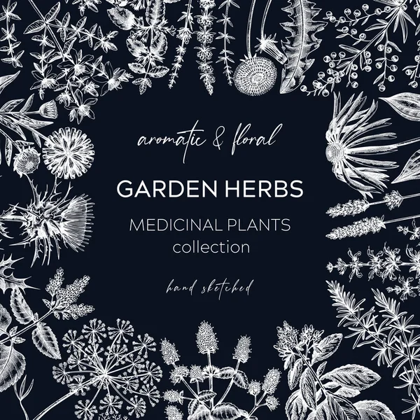 Design Carte Aux Herbes Vintage Plantes Aromatiques Esquissées Cadre Sur — Image vectorielle