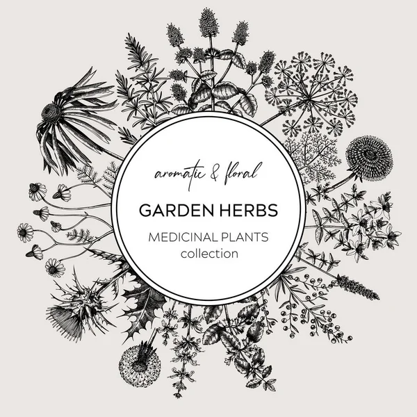 Vintage Herbs Wreath Sketched Aromatic Plants Border Botanical Design Herbal — Stock Vector