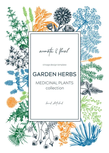 Vintage Herb Card Invitation Aromatic Plants Botanical Design Herbal Tea — Stock Vector