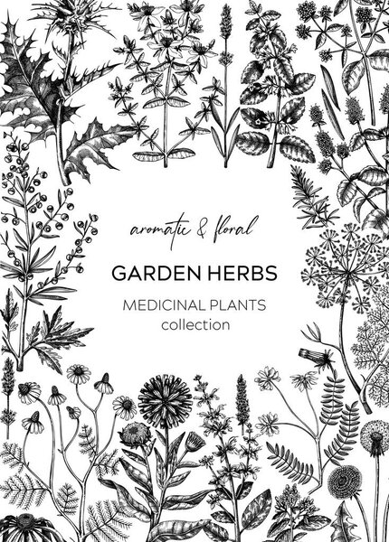 Vintage herbs card or invitation. Aromatic plants frame in sketched style. Botanical design for cosmetics, herbal medicine, herbal tea ingredients. Floral banner