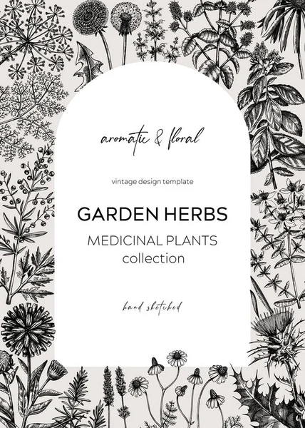 Vintage Herbs Card Invitation Aromatic Plants Frame Sketched Style Botanical — Stock Vector