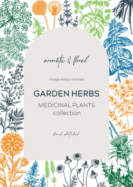 Design Carte Aux Herbes Vintage Plantes Aromatiques Esquissées Cadre Couleur — Image vectorielle