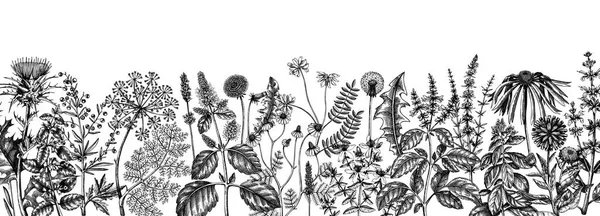 病媒草本植物和草甸背景 芳香植物复古横幅 药草草图 化妆品 草药茶和草药的植物学设计 植物背景 图库矢量图片