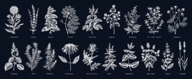 Tahtadaki antika bitkiler çizimleri. Aromatik bitkiler koleksiyonu. Botanik tasarım elementleri. Bitkisel çay malzemeleri. Kozmetik, bitkisel ilaç ve parfüm için el yapımı şifalı bitkiler.