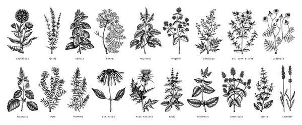 빈티지 식물들은 스케치된 형태로 식물학적 요소들 화장품 향수등을 만드는데 사용하기 — 스톡 벡터