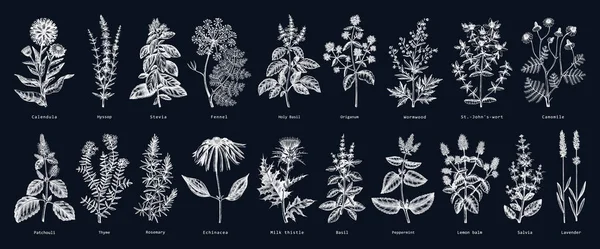 Ilustraciones Hierbas Vintage Pizarra Plantas Aromáticas Colección Bocetos Elementos Diseño — Vector de stock