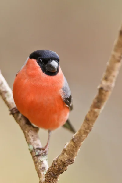 Společné bullfinch, Turdus Turdus — Stock fotografie