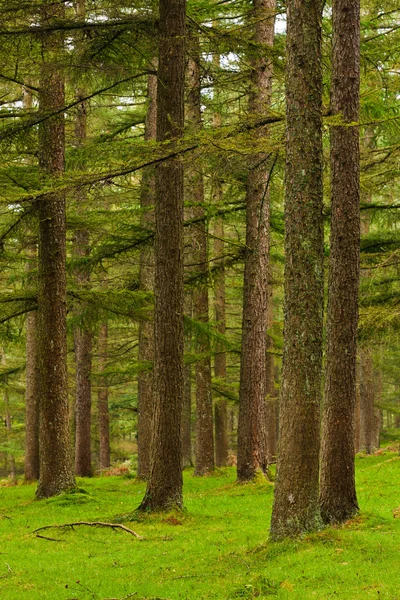 Зеленый лес Стоковое Фото