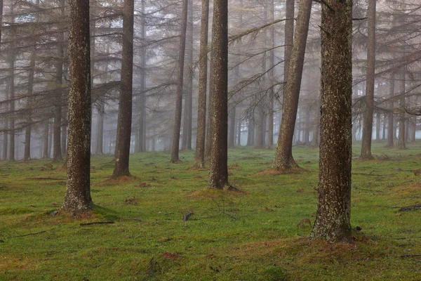 Lasu modrzew Europejski — Zdjęcie stockowe
