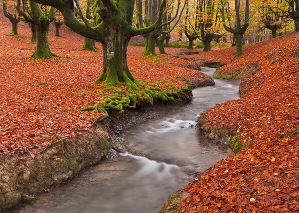 Tomber dans la forêt — Photo