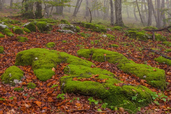 Herfstseizoen in het bos Rechtenvrije Stockfoto's