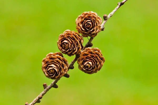 Dört pinecones Stok Resim